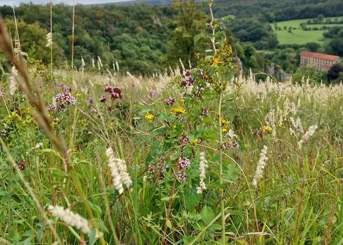 Au Coeur Des Vallees Semesterbostad Couvin
